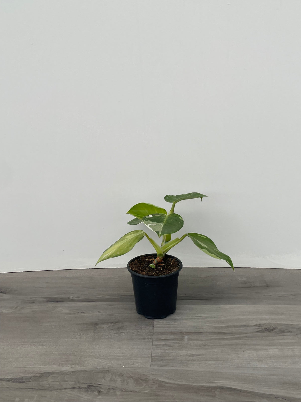 Philodendron White Wizard