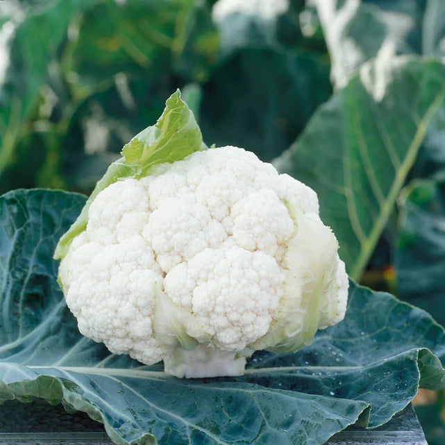 Clarify F1 Cauliflower