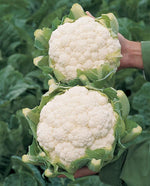 Skywalker Coated Organic Cauliflower - West Coast Seeds