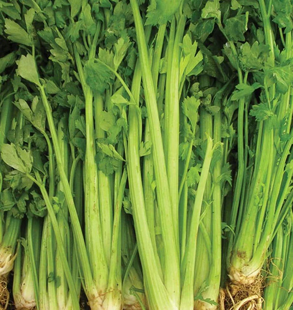 Celery Utah 52-70