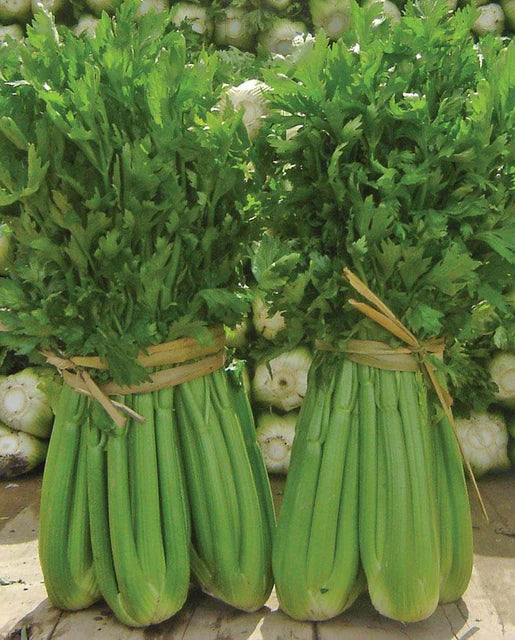 Celery Tango (Coated) Certified Organic