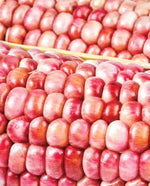 Corn Pink Popcorn - West Coast Seeds