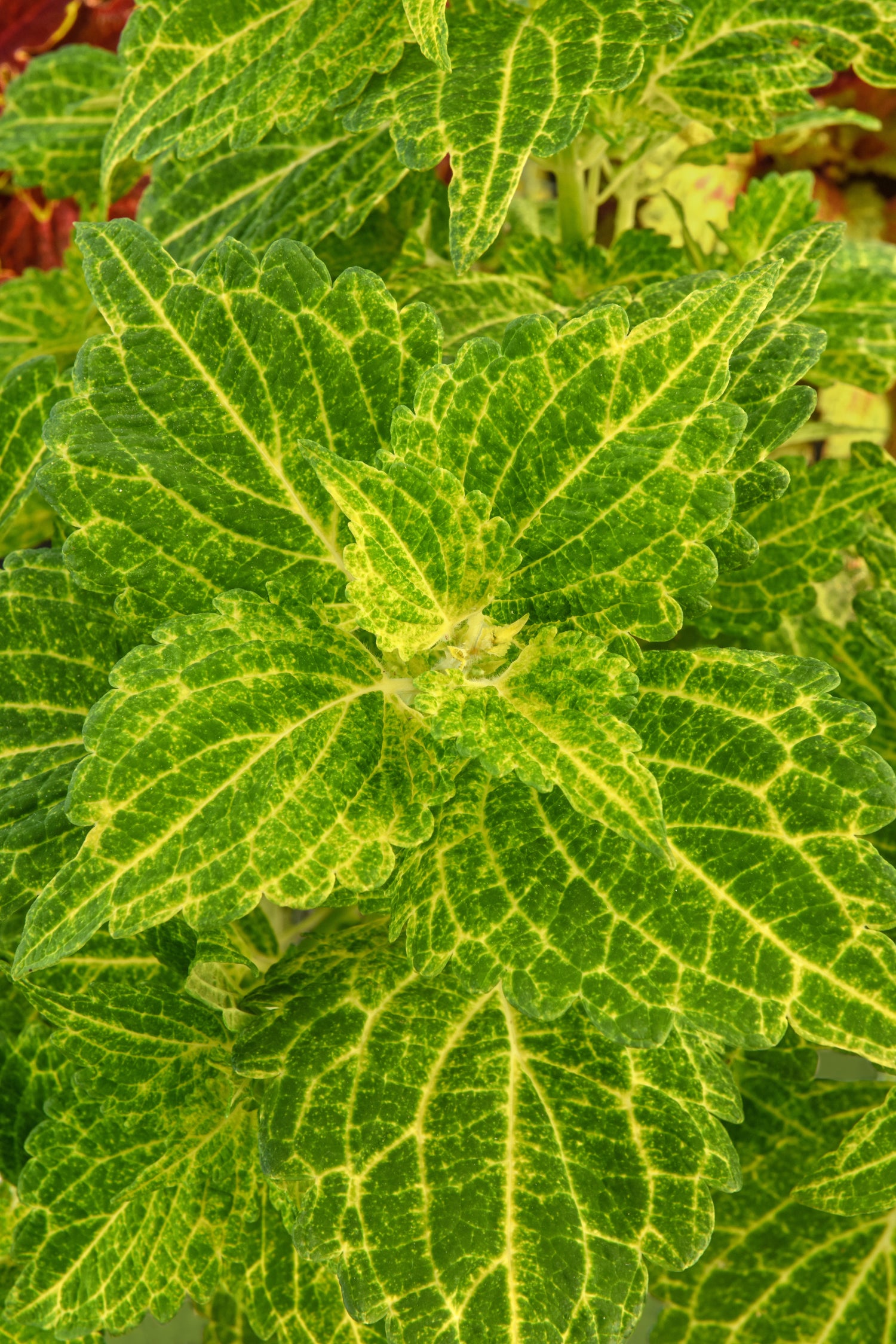 Coleus 'Charged Up Electric Lime'