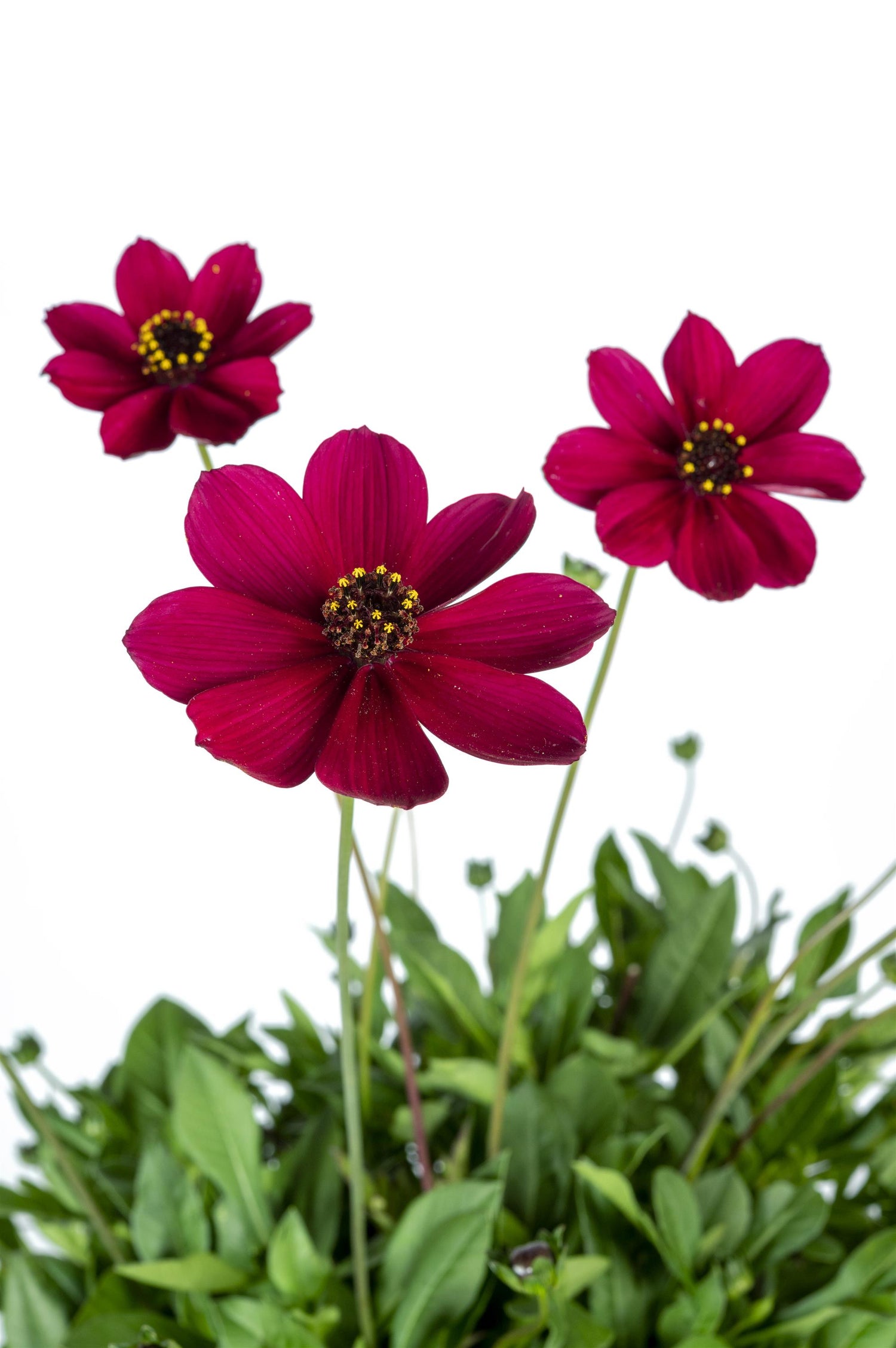 Cosmos 'Chocolate Cherry'