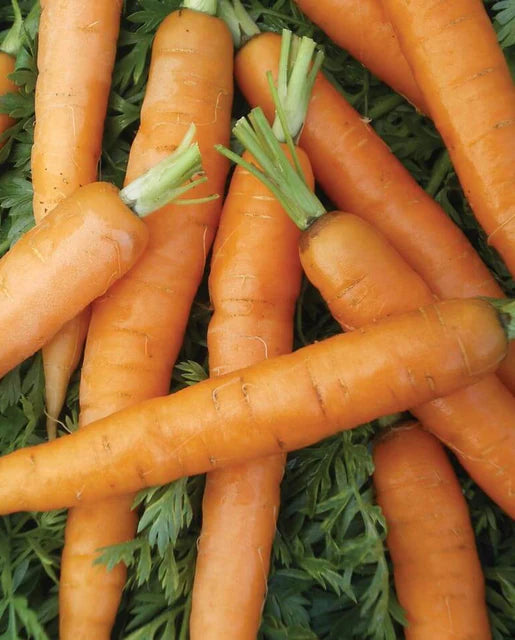 Little Fingers Carrots