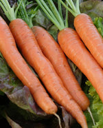 Napoli (Coated) Organic Carrot - West Coast Seeds