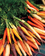 Rainbow Blend Carrots - West Coast Seeds