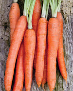 Nantes Coreless Carrot - West Coast Seeds
