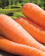 Ya Ya Organic Carrots - West Coast Seeds