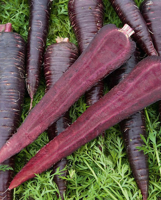 Deep Purple Coated Carrot - West Coast Seeds