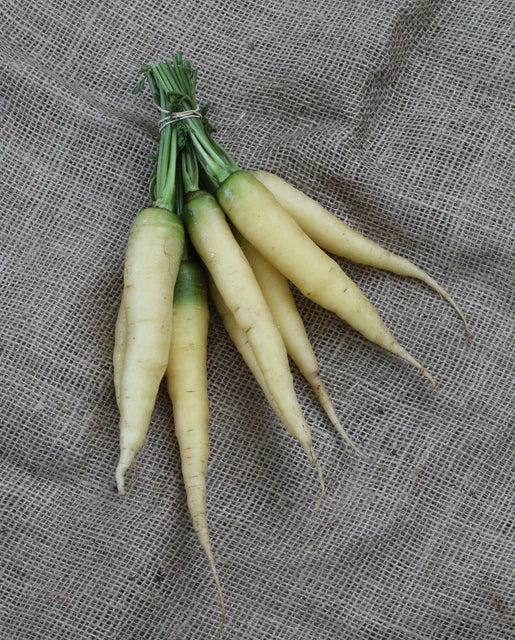 Lunar White Carrot