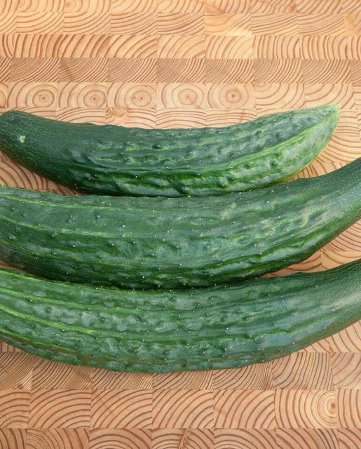 Green Dragon Cucumber