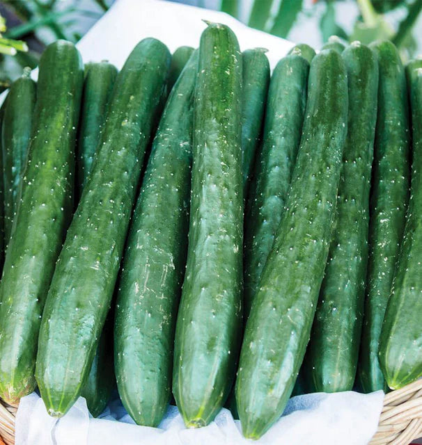 Tasty Emperor Cucumber