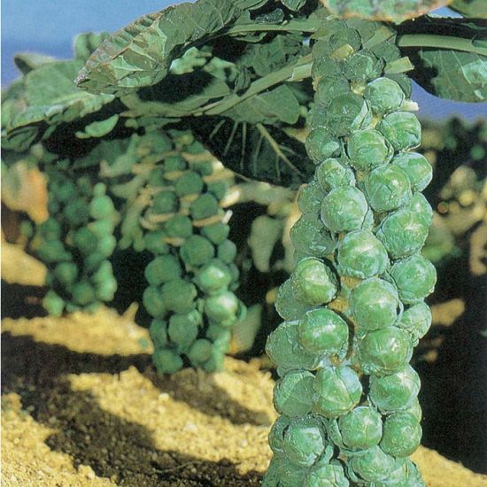 Cabbage 'Brussel Sprouts'