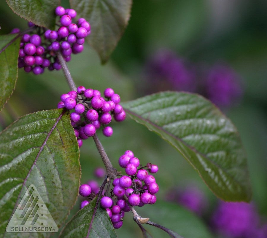 Beautyberry 'Profusion'