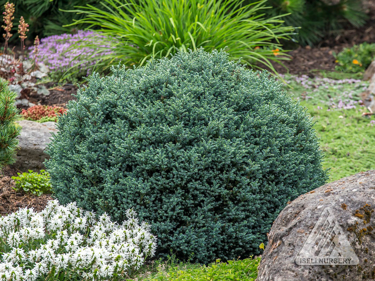 Cypress 'Blue Moon'