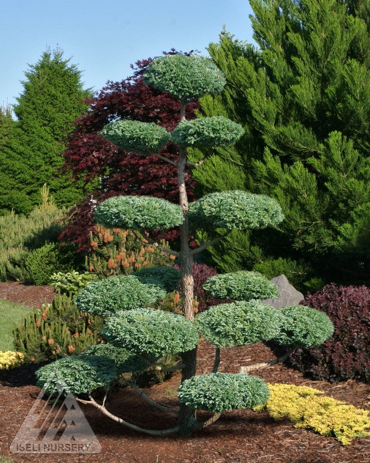 Scotch Pine 'Bonna' Hindupan