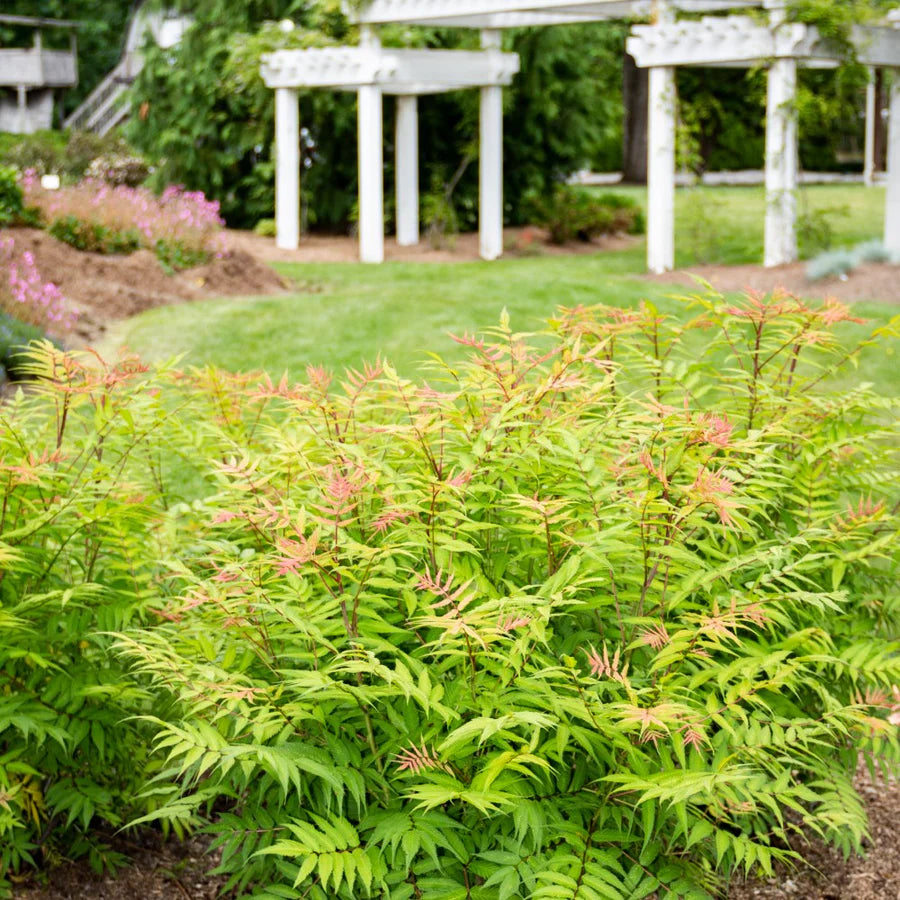 Spirea 'Cherry on Top False'