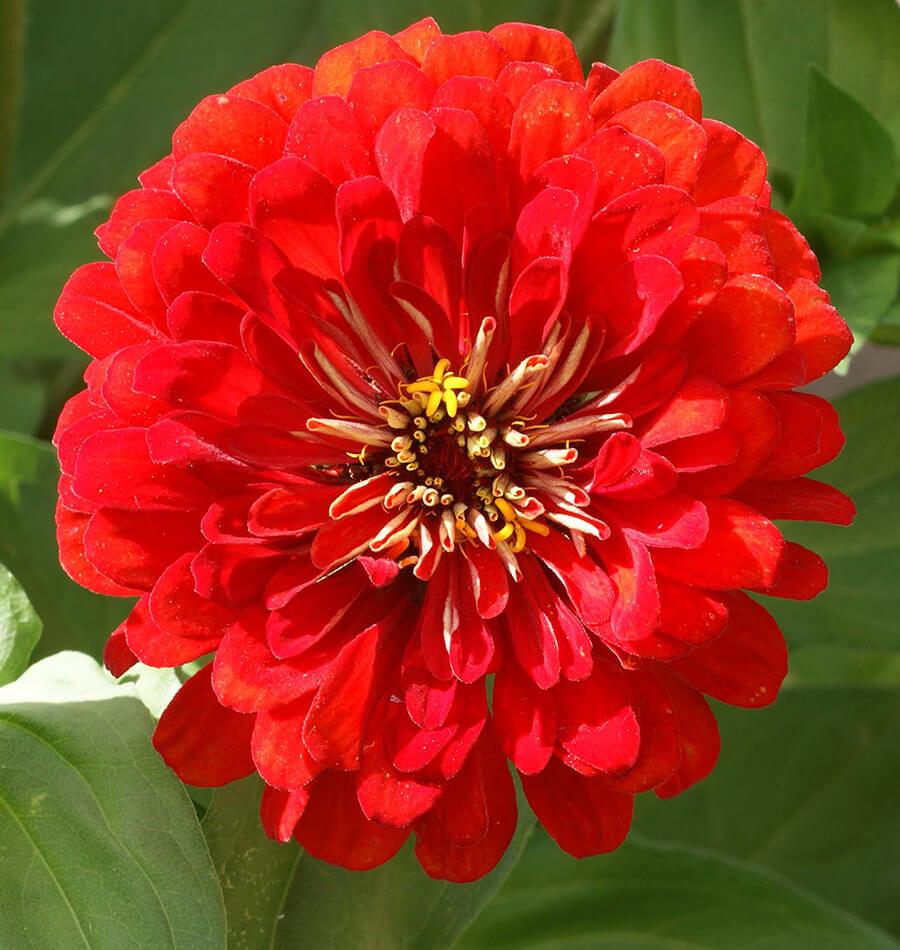 Cherry Queen Zinnia