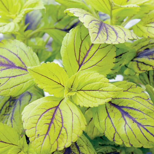 Coleus 'Gays Delight'