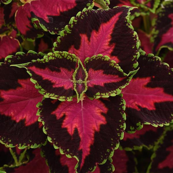 Coleus 'Ignite' Series