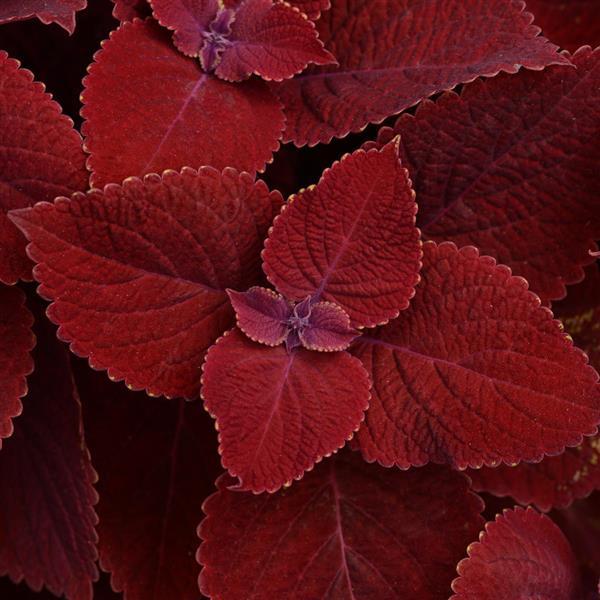 Coleus 'Ignite' Series