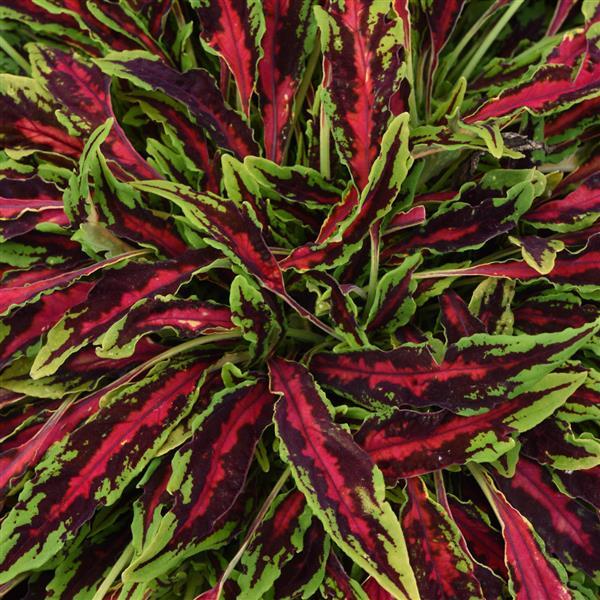 Coleus 'Micro Blaze Spitfire'