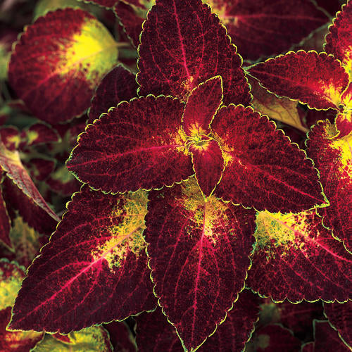 Coleus 'ColorBlaze® Dipt in Wine'