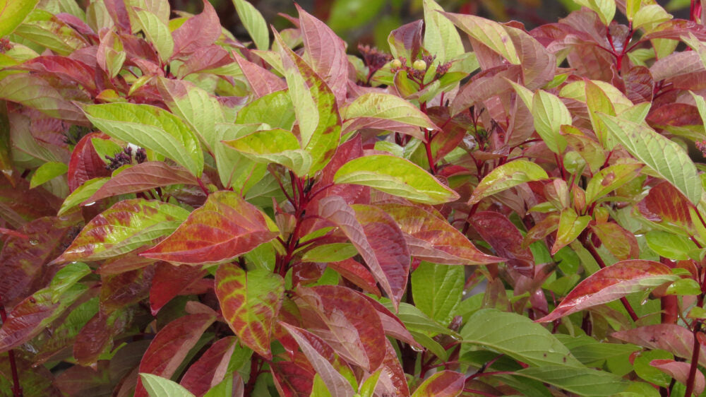 Dogwood 'Firedance'