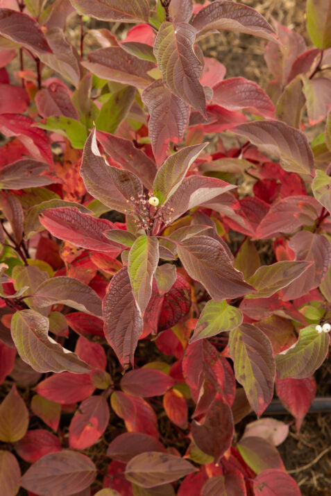 Dogwood 'Firedance'