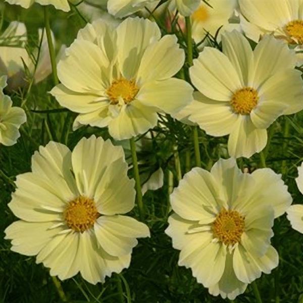 Cosmos 'Xanthos'