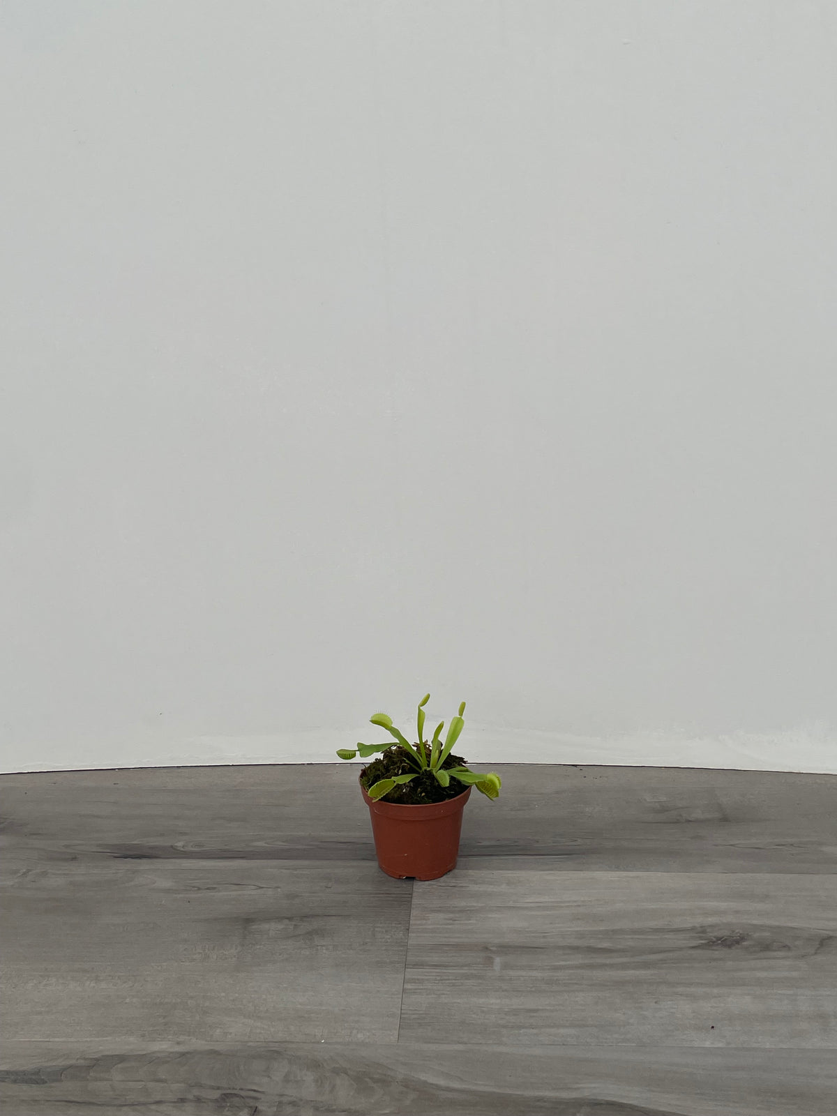 Venus Fly Trap