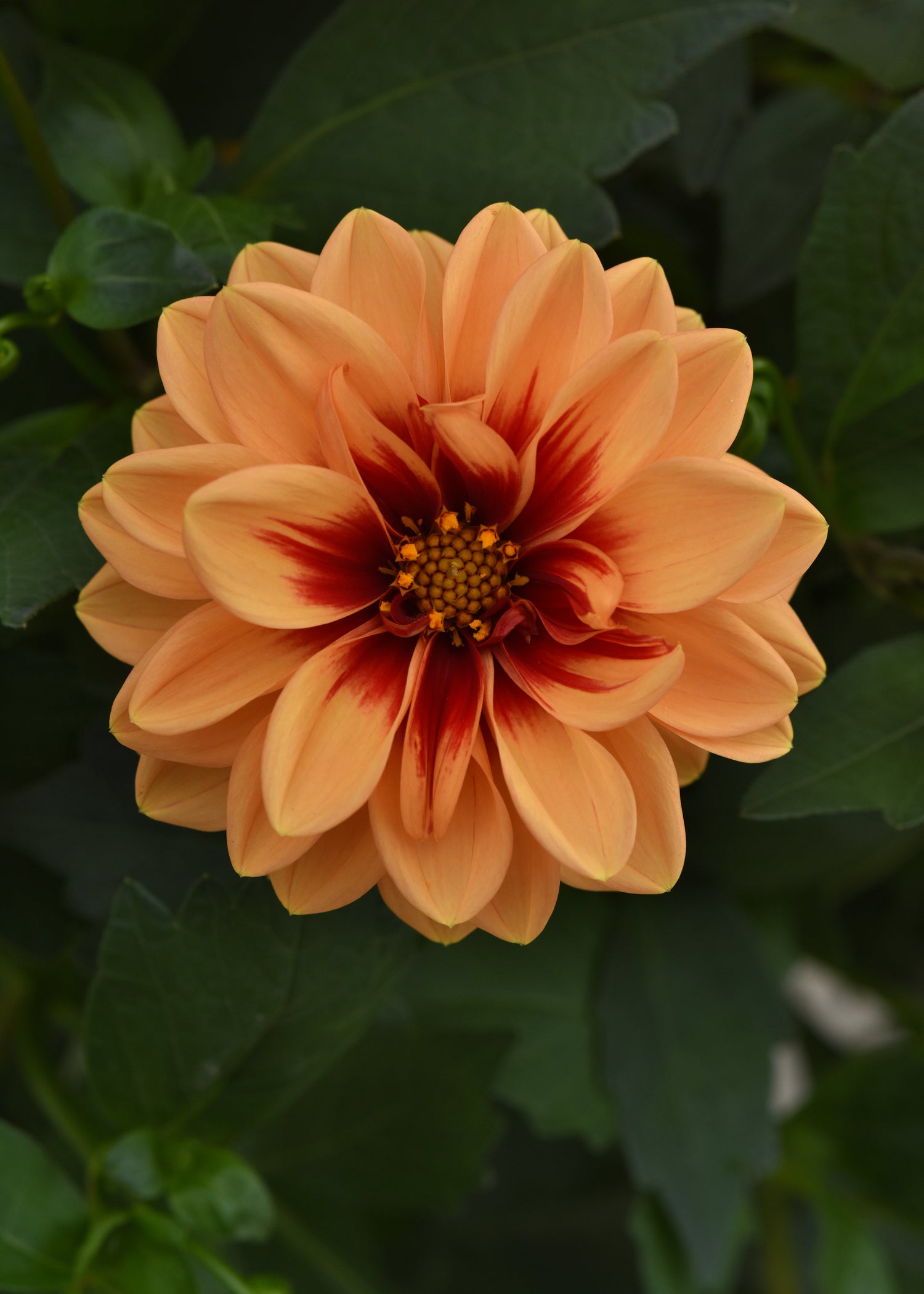 Dahlia 'Dalaya' Series
