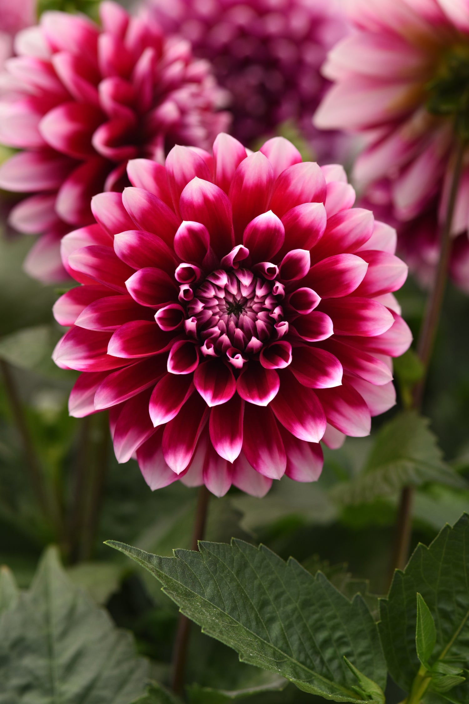 Dahlia 'Dalaya' Series