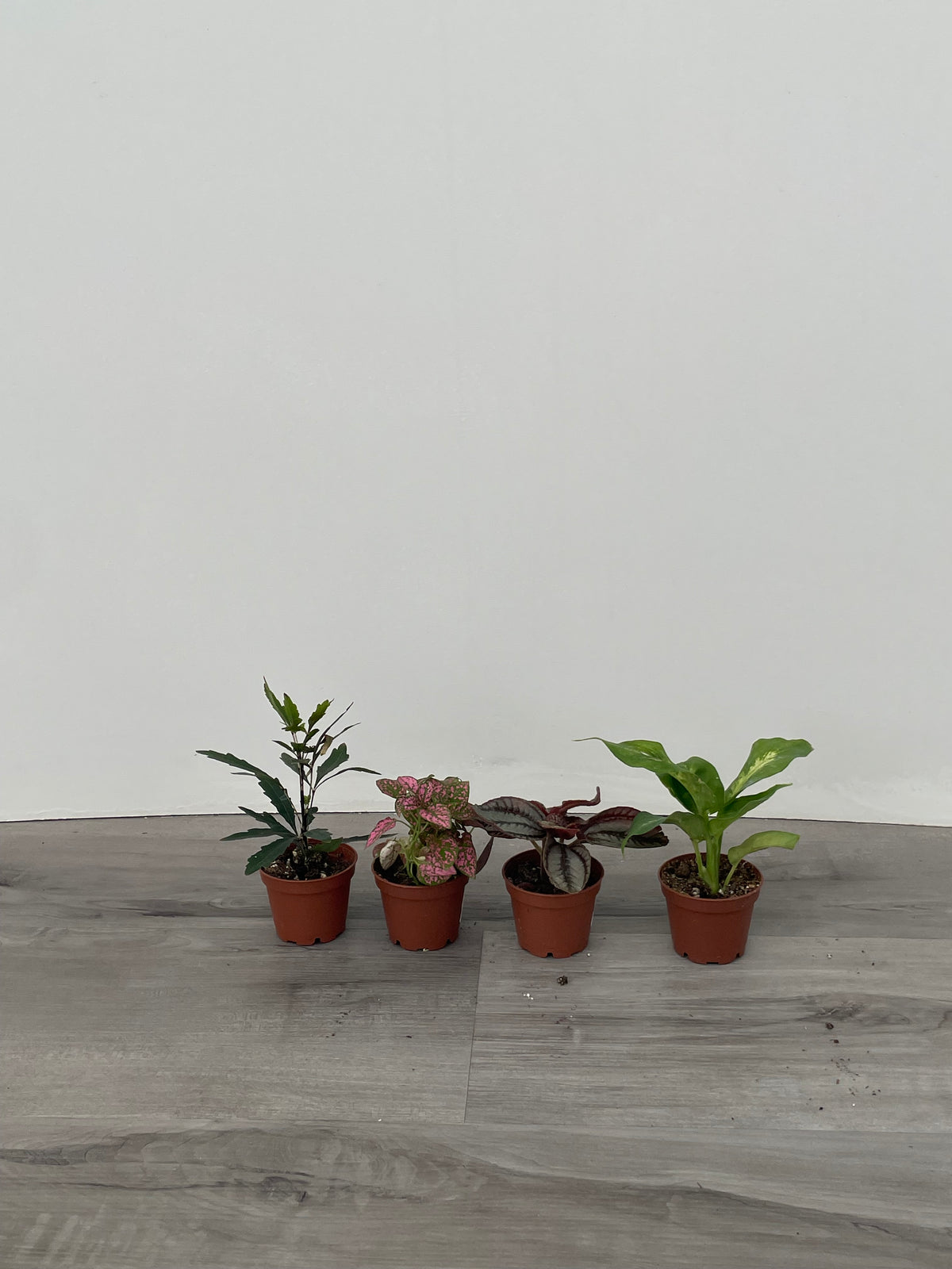 Assorted 2" Tropicals