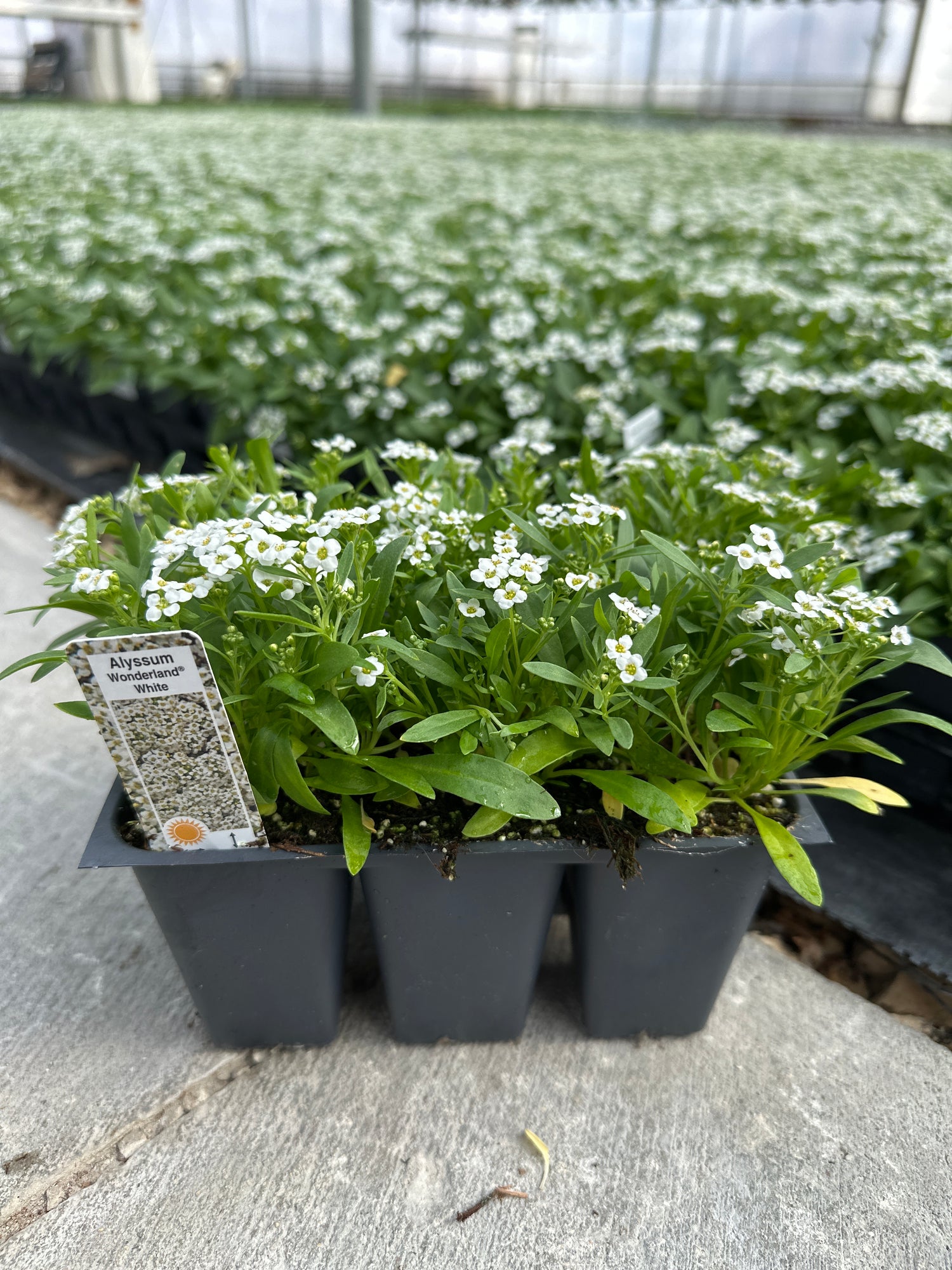 Alyssum 'Wonderland' Series