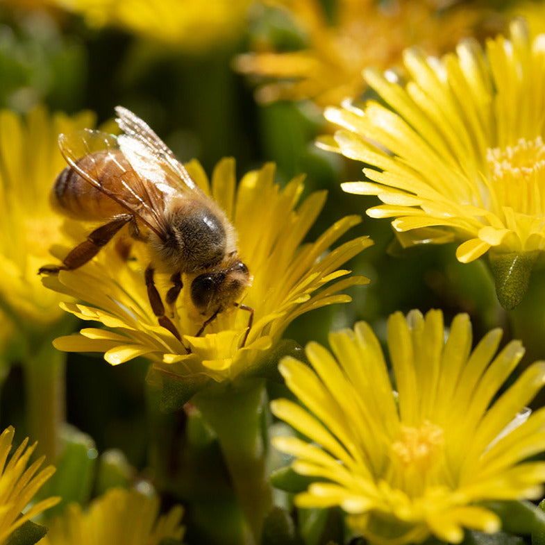 Delosperma 'Yellow Ice Plant'