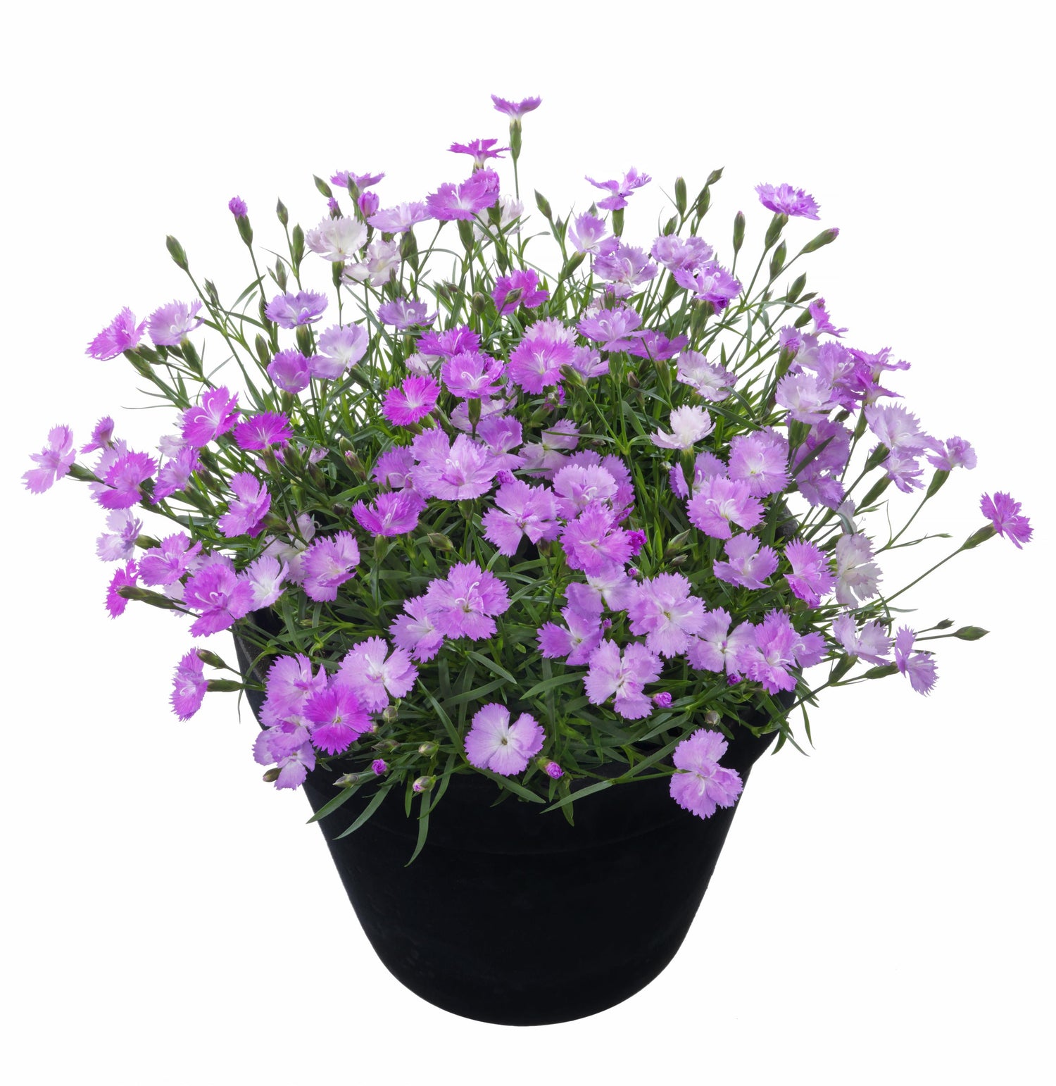 Dianthus 'Beauties' Series
