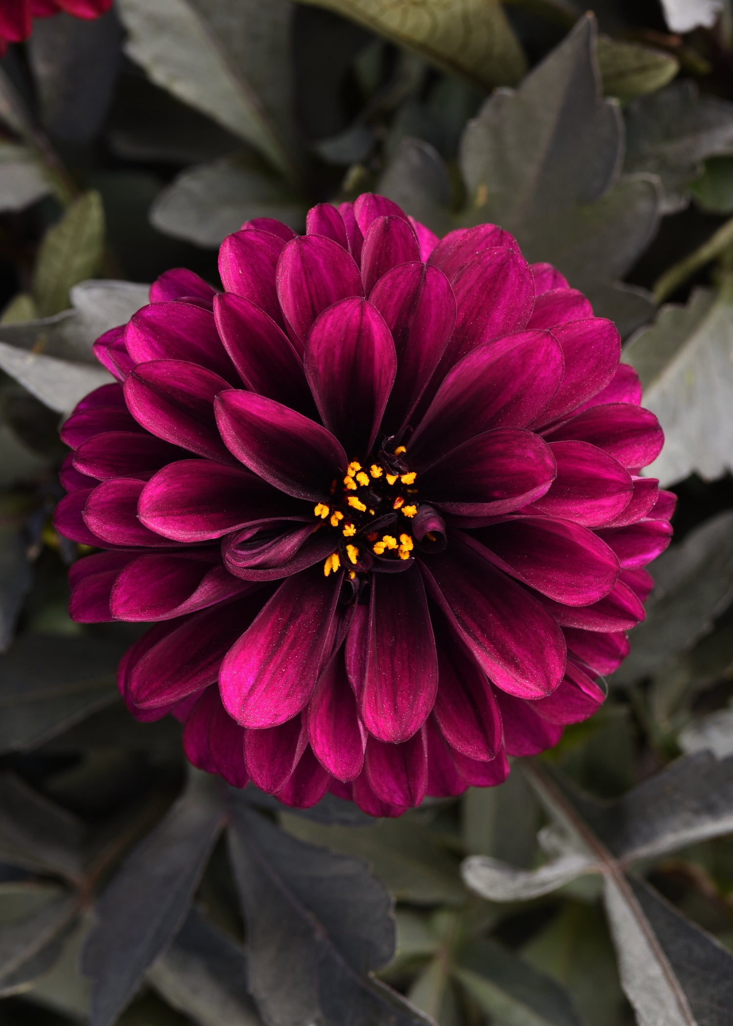 Dahlia 'City Lights' Series