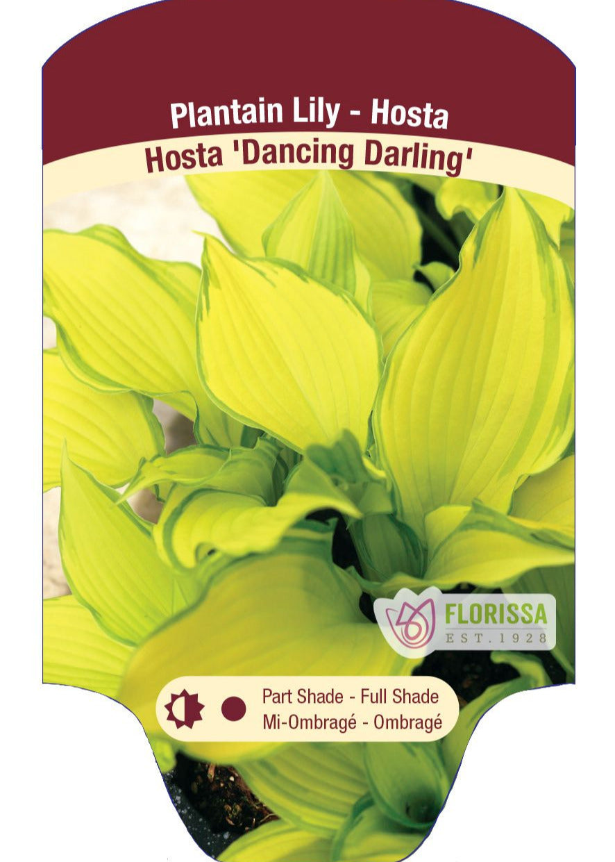 Hosta 'Dancing Darling'