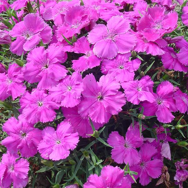 Dianthus 'Diana' Series