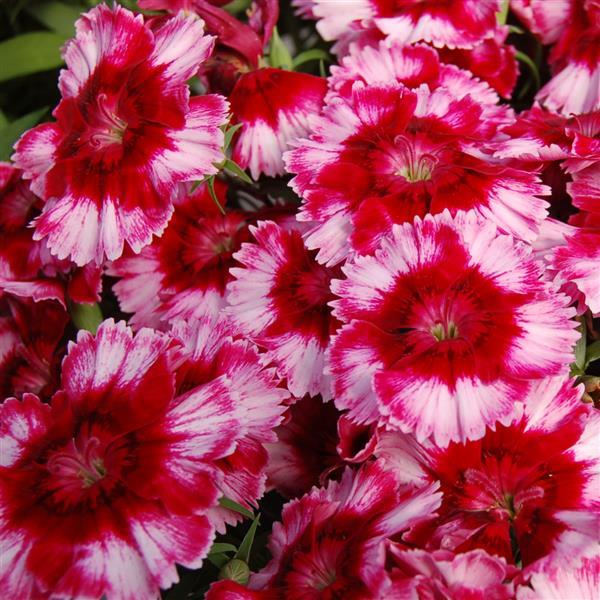 Dianthus 'Diana' Series