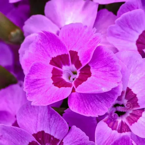 Dianthus 'Everlast'