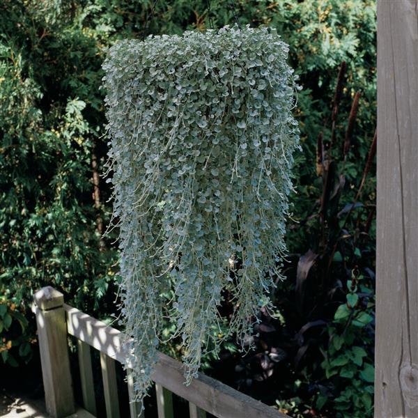 Dichondra 'Silver Falls'