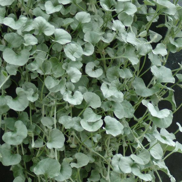 Dichondra 'Silver Falls'