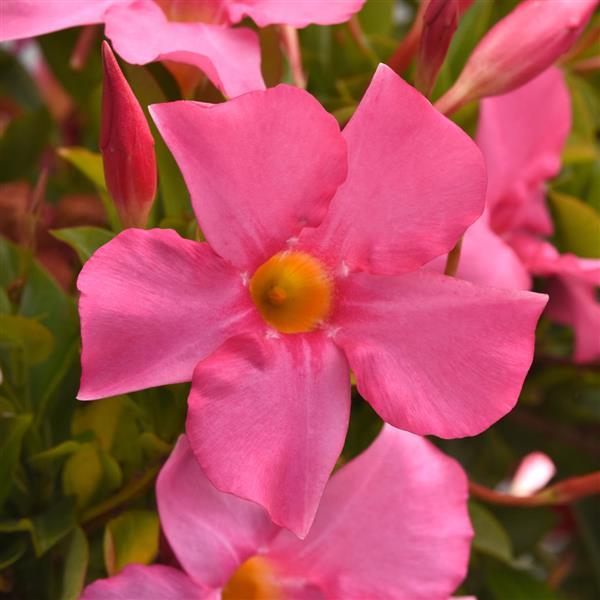 Dipladenia 'Tropica Modesto' Series