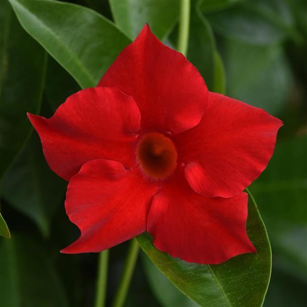Dipladenia Bush