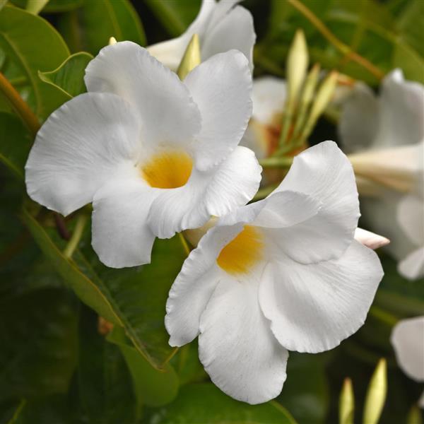 Dipladenia Bush