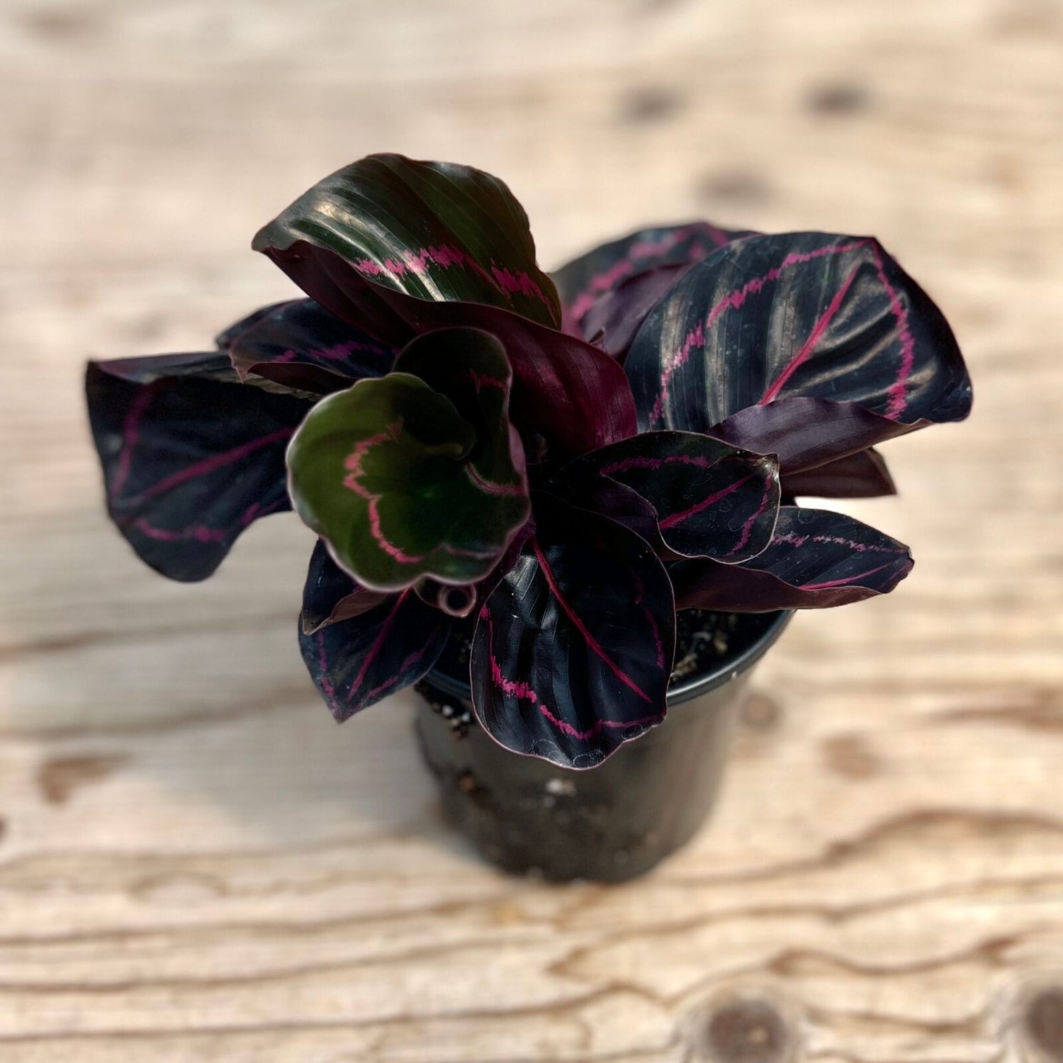 Calathea Roseopicta 'Dottie'