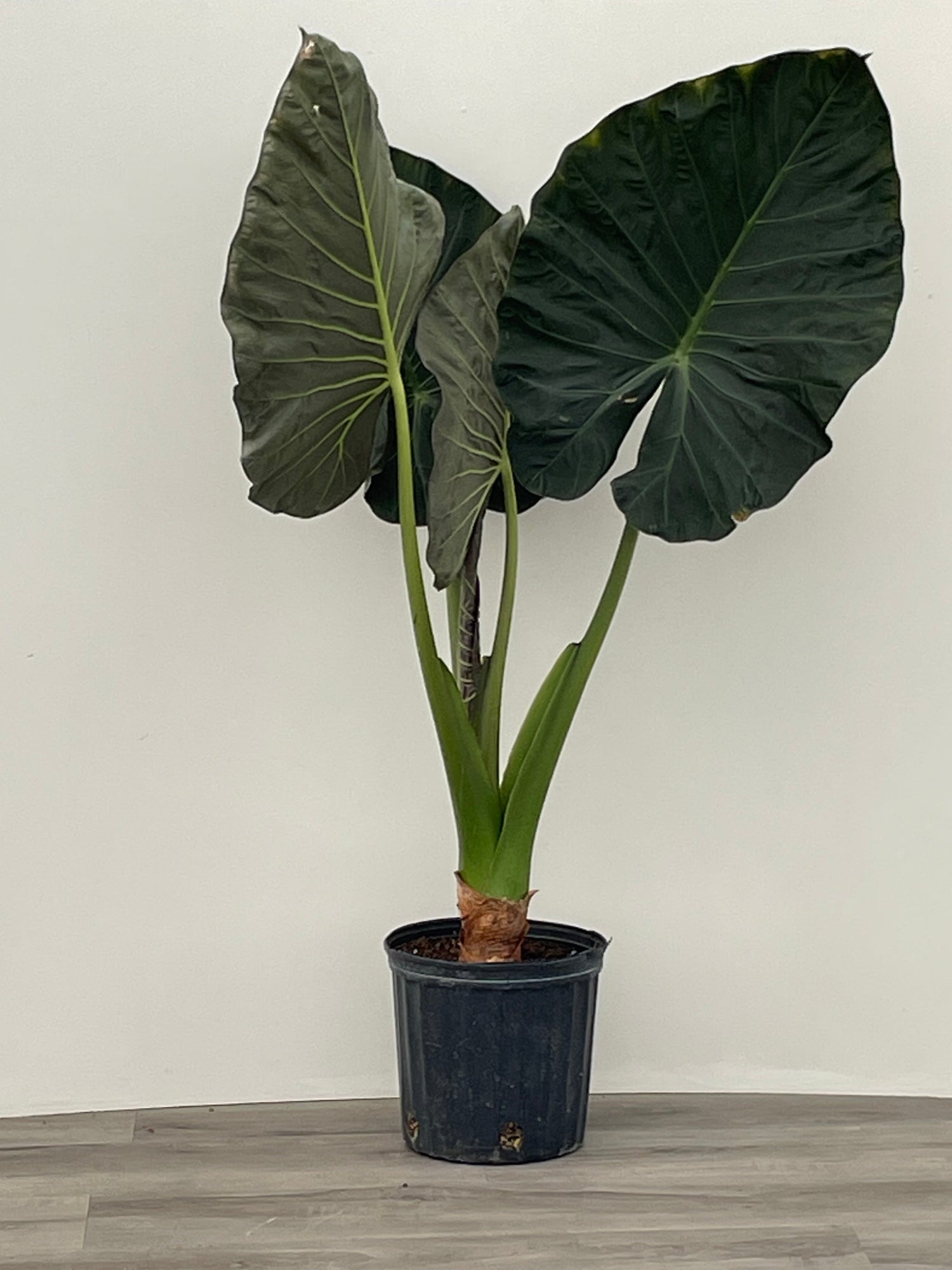 Alocasia 'Regal Shield'